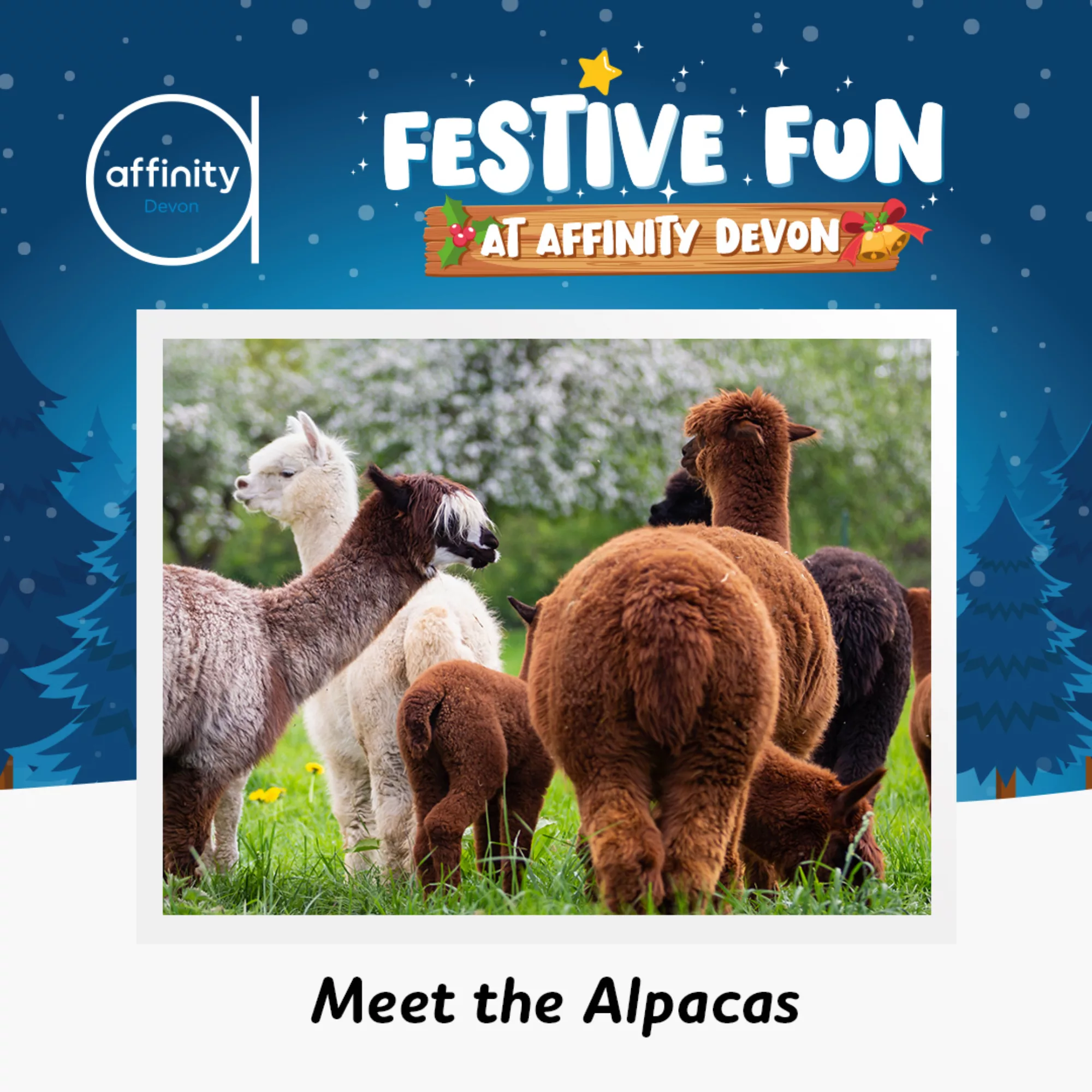 2024 10 24 Christmas Events Meet the Alpacas Affinity Devon Event Square image